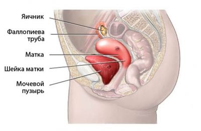 Процедура проведения гинекологического УЗИ