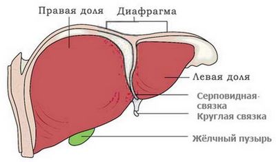 Особенности топографического расположения