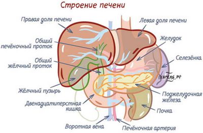 границы печени