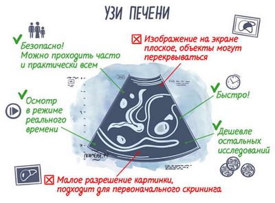 как распологается печень