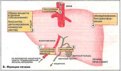пищеварительный сок