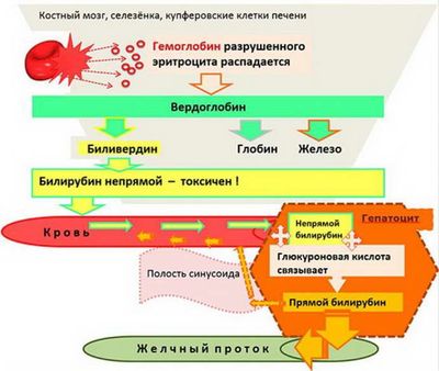 Билирубин