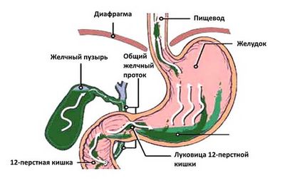 Регуляция образования жидкости в печени