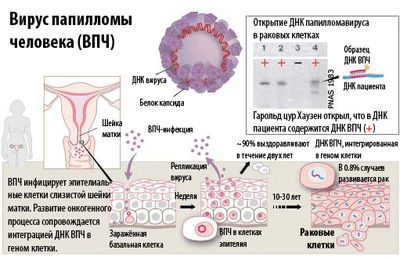 Канцерогенность вируса