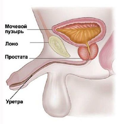У мужчин анализ берется из уретры