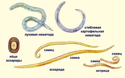 Паразиты