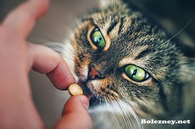 Препараты от глистов котёнку. Когда необходимо давать и что именно?