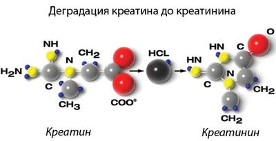 Определение очистительной способности почек по пробе Реберга