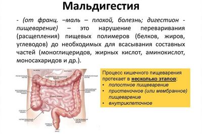 Что такое синдром мальабсорбции и мальдигестии: симптомы и лечение