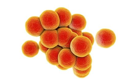 Особенности и опасность золотистого стафилококка (Staphylococcus aureus)