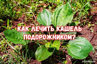 Как правильно заваривать подорожник от кашля: рецепты и готовые средства
