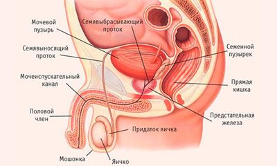 Подготовка к УЗИ предстательной железы